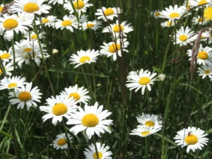 gite la pausetie auvergne champs fleurs 1