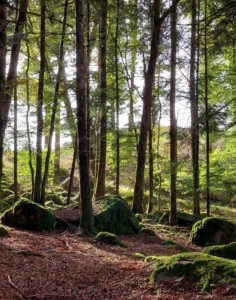 gite la pausetie auvergne chemin forestier 3 1