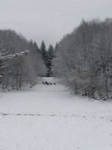 photo gite la pausetie auvergne lastioulles environnement 1