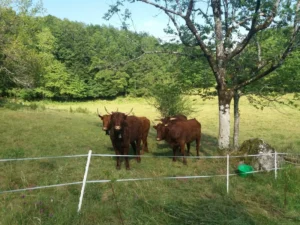 photo gite la pausetie auvergne lastioulles environnement 10