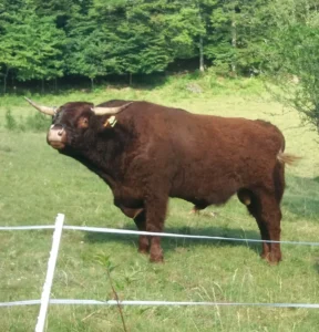 photo gite la pausetie auvergne lastioulles environnement 7