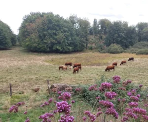 photo gite la pausetie auvergne lastioulles environnement 8