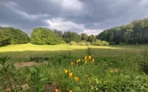 photo gite la pausetie auvergne lastioulles environnement fleurs 10