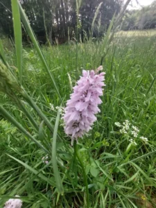 photo gite la pausetie auvergne lastioulles environnement fleurs 11