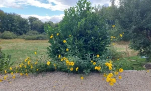 photo gite la pausetie auvergne lastioulles environnement fleurs 12