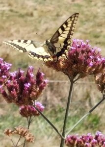 photo gite la pausetie auvergne lastioulles environnement fleurs 13