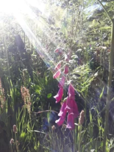 photo gite la pausetie auvergne lastioulles environnement fleurs 14