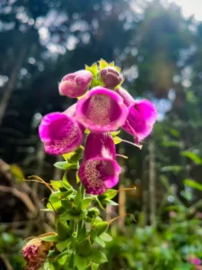 photo gite la pausetie auvergne lastioulles environnement fleurs 2