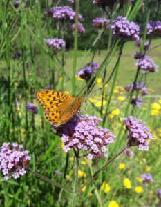 photo gite la pausetie auvergne lastioulles environnement fleurs