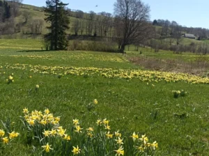 photo gite la pausetie auvergne lastioulles environnement fleurs 5