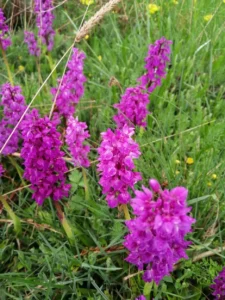 photo gite la pausetie auvergne lastioulles environnement fleurs 6