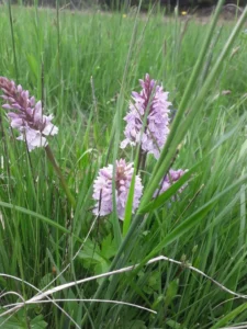 photo gite la pausetie auvergne lastioulles environnement fleurs 9