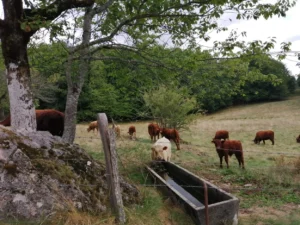 photo gite la pausetie auvergne lastioulles vaches salers